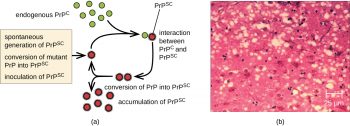 6.4 Viroids, Virusoids, And Prions – Microbiology: Canadian Edition