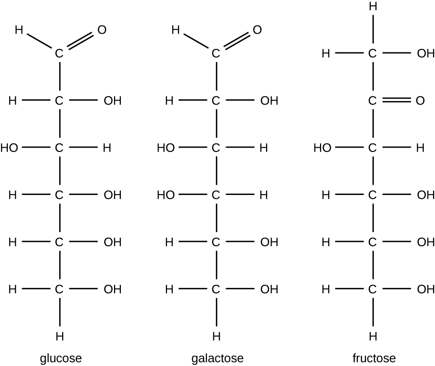 Galactose has 6 carbons with a double bonded O at carbon 1; all other carbons have one OH. The difference between glucose and galactose is the direction of the OH groups. Fructose has 6 carbons with a double bonded O at carbon 2; all other carbons have one OH.