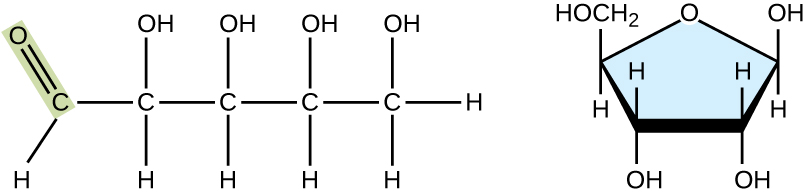 A chain of 5 Carbons. Carbon 1 has a double bonded O and an H. Carbons 2, 3, and 4, each have an OH above the chain and an H below. Carbon 5 has an OH and 2 Hs. The second image is a pentagon. The top point is an O. Moving clockwise, each of the next 3 points are attached to an OH and an H. The last point is attached to an H and a CH2OH.