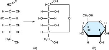 7.2 Carbohydrates – Microbiology: Canadian Edition