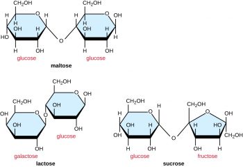 7.2 Carbohydrates – Microbiology: Canadian Edition