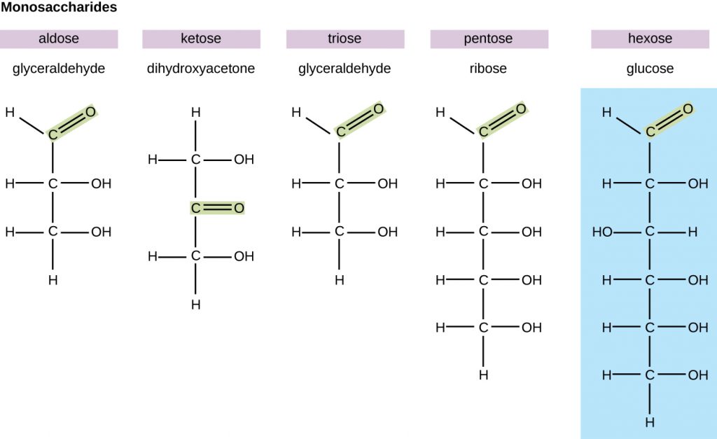 Diagrams of various monosaccharides. Glyceraldehyde is an aldose because it has a double bonded O attached to an end carbon. Dihydroxyacetone is a ketose because it has a double bonded O attached in the centre of the chain. Glyceraldehyde is a triose because it has 3 carbons. Ribose is a pentose because it has 5 carbons. Glucose is a hexose because it has 6 carbons.