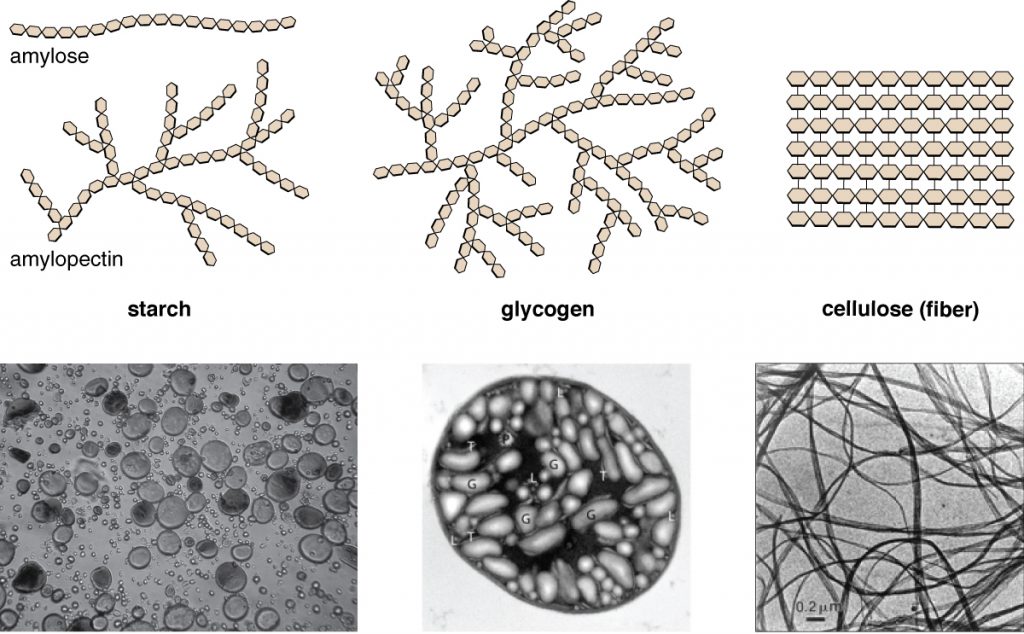 Amylose is a chain of hexagons. Starch is a branching chain of hexagons. Glycogen is a highly branching chain of hexagons. Cellulose (fibre) is many rows of hexagons attached into a flat square. Micrographs of starch look like water bubbles, glycogen look like ovals, and cellulose look like long strands.