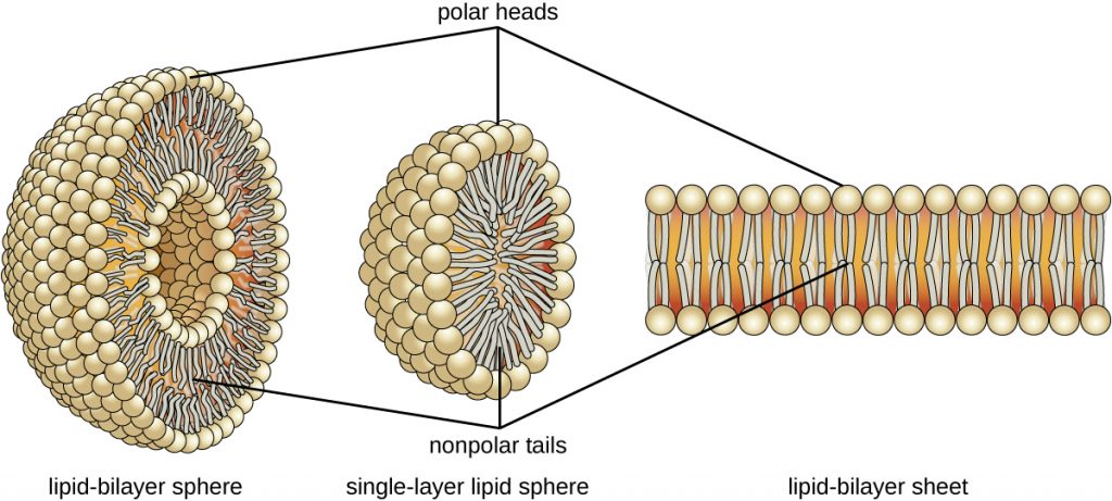A diagram of a lipid bilayer vs a lipid monolayer.