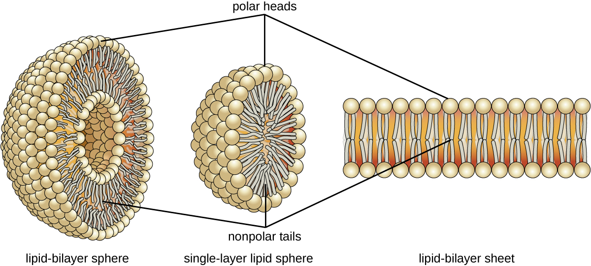 7.3 Lipids Microbiology Canadian Edition