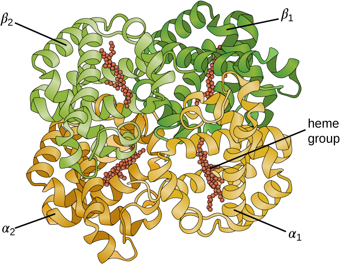 A complex spherical shape made of ribbons that are coiled and wound around each other. There are 4 large regions (each made from a separate ribbon) – alpha 1, alpha 2, beta 1, beta 2. There are also red spheres attached to each ribbon; these are labeled heme group.