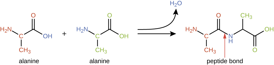 Alanine has a 3 carbon chain. The second carbon has NH2 attached and the third has a double bonded O. When 2 alanines bond, the OH from one and the H from the NH2 of the other form water. The resulting molecule is two alanines linked by an NH.