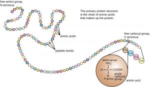 7.4 Proteins – Microbiology: Canadian Edition