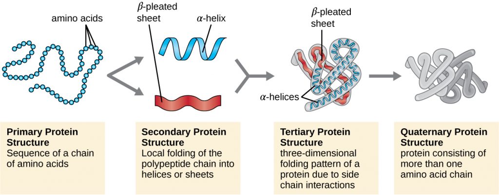 primary protein structure