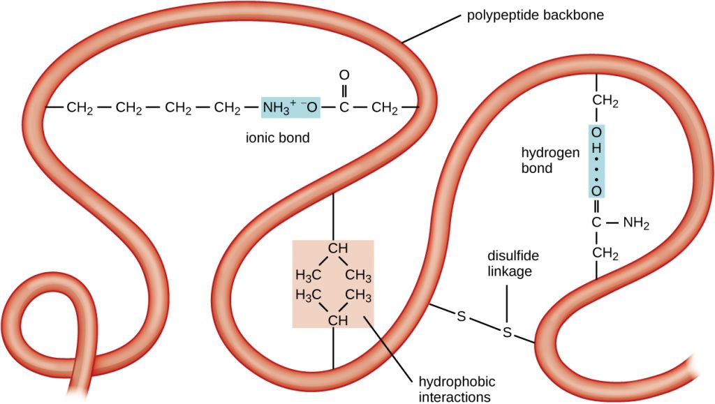 A long ribbon labeled polypeptide backbone. Loops of the ribbon are held in place by various types of chemical reactions. An ionic bond is then a positively charged amino acid and a negatively charged amino acid are attracted to each other. Hydrophobic interactions are when hydrophobic amino acids (containing only carbons and hydrogens) are clustered together. A disulphide linkage is when a sulphur of one amino acid is covalently bound to the sulphur of another amino acid. A hydrogen bond is when two polar amino acids are attracted to each other.