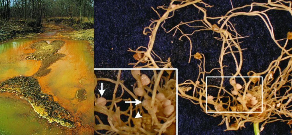 Orange and brown waterway. Close-up of roots with small nodules on them.