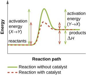 8.1 Energy, Redox Reactions, and Enzymes – Microbiology: Canadian Edition