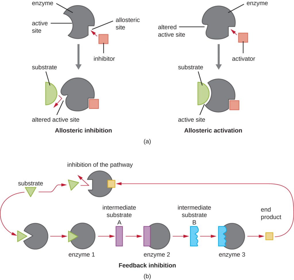 Diagrams of three different control mechanisms for enzyme activity.