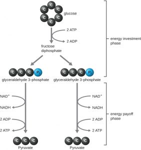 8.2 Catabolism of Carbohydrates – Microbiology: Canadian Edition