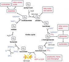 8.2 Catabolism Of Carbohydrates – Microbiology: Canadian Edition