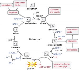 8.2 Catabolism of Carbohydrates – Microbiology: Canadian Edition