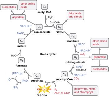 8.2 Catabolism of Carbohydrates – Microbiology: Canadian Edition