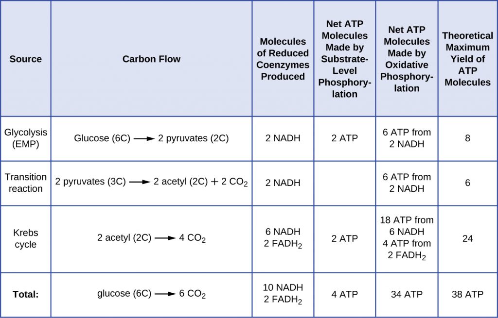 8.3 Cellular Respiration – Microbiology: Canadian Edition