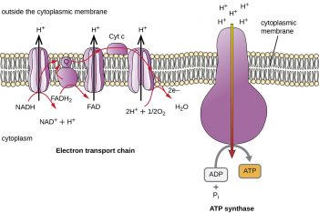 8.3 Cellular Respiration – Microbiology: Canadian Edition