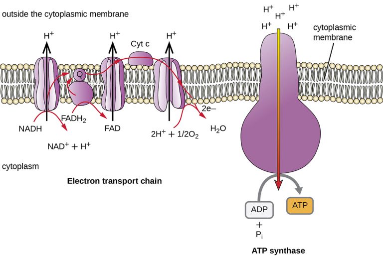 8.3 Cellular Respiration Microbiology Canadian Edition