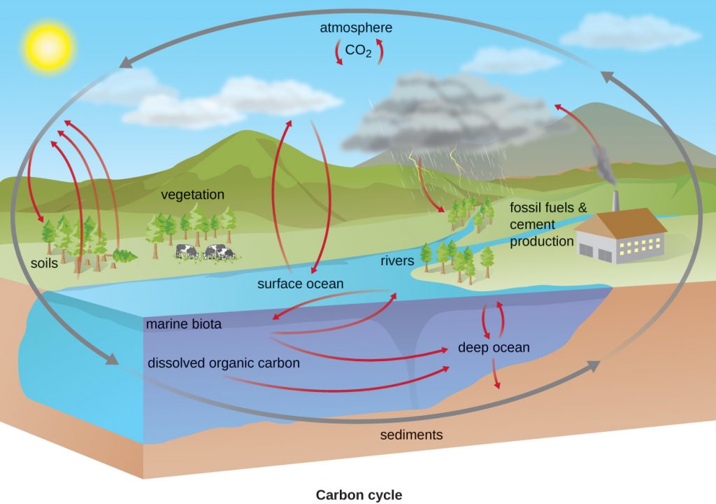 10 6 Biogeochemical Cycles Microbiology Canadian Edition