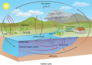 10.6 Biogeochemical Cycles – Microbiology: Canadian Edition