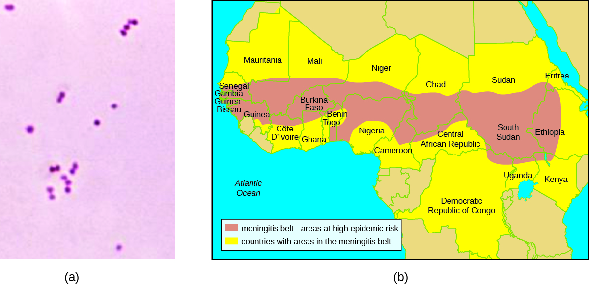 a) Micrograph of small pink circles. B) Map of Africa showing the Meningitis Belt (areas of high epidemic risk) running from Senegal on the east to Ethiopia on the West and spanning 2 countries from north to south. There are 24 Countries with areas in the Meningitis belt.