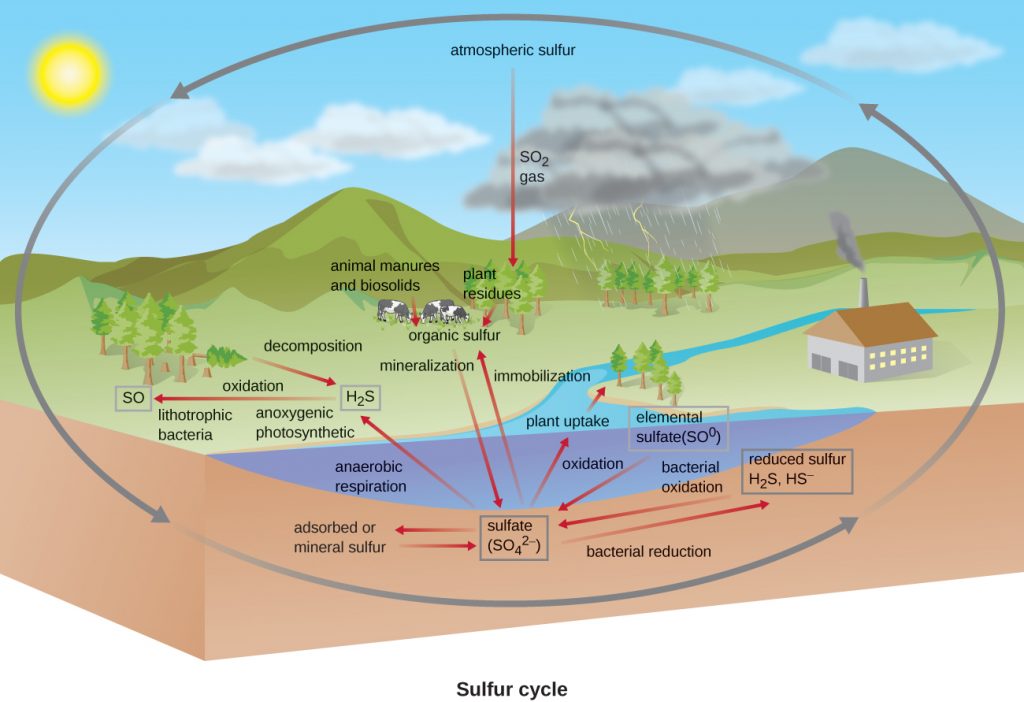 Sulfur cycle. Atmospheric sulphur (SO2 gas) is taken in by plants. Plant residues and animal manures and biosolids produce organic sulphur. Mineralization produces sulphate (SO42-). Immobilization reverts sulphate back to organic sulphur. Sulfate is converted to H2S via anaerobic respiration. Decomposition also produces H2S. Sulfate can be absorbed or converted to mineral sulphur. Bacterial reduction converts sulphate to reduced sulphur (H2S, HS). Oxidation converts reduced sulphur and elemental sulphur (SO0) to sulphate.