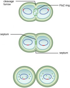 9.2 How Microbes Grow – Microbiology: Canadian Edition