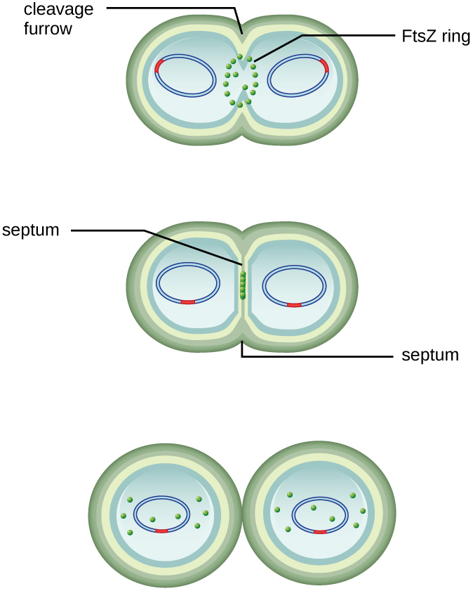 A diagram of a cell dividing. The cell is shaped like a figure 8; each end of the cell contains a loop a DNA. The constriction point of the figure 8 is labeled cleavage furrow. A ring of dots in this region is labeled FtsZ ring. Next these dots line up along the constriction point as the constriction point completely separates the two halves of the cell. This region is now called the septum. Finally the two cells separate completely.