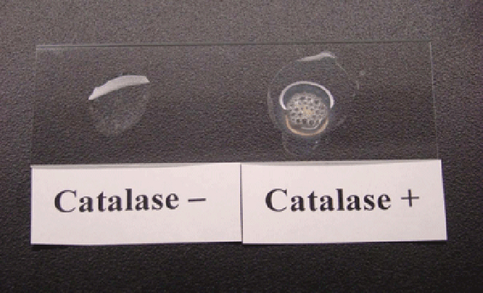A slide with two drops of clear liquid. The left drop is not bubbling and is labeled catalase negative. The right drop is bubbling and is labeled catalase positive.