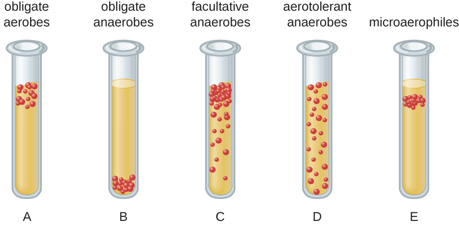 9.4 Oxygen Requirements for Microbial Growth – Microbiology: Canadian ...