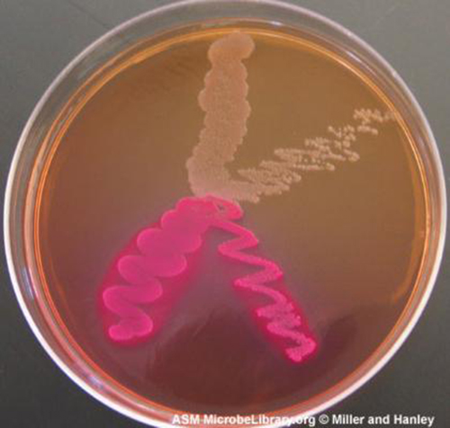 On this MacConkey agar plate, the lactose-fermenter E. coli colonies are bright pink. Serratia marcescens, which does not ferment lactose, forms a cream-colored streak on the tan medium. (credit: American Society for Microbiology)