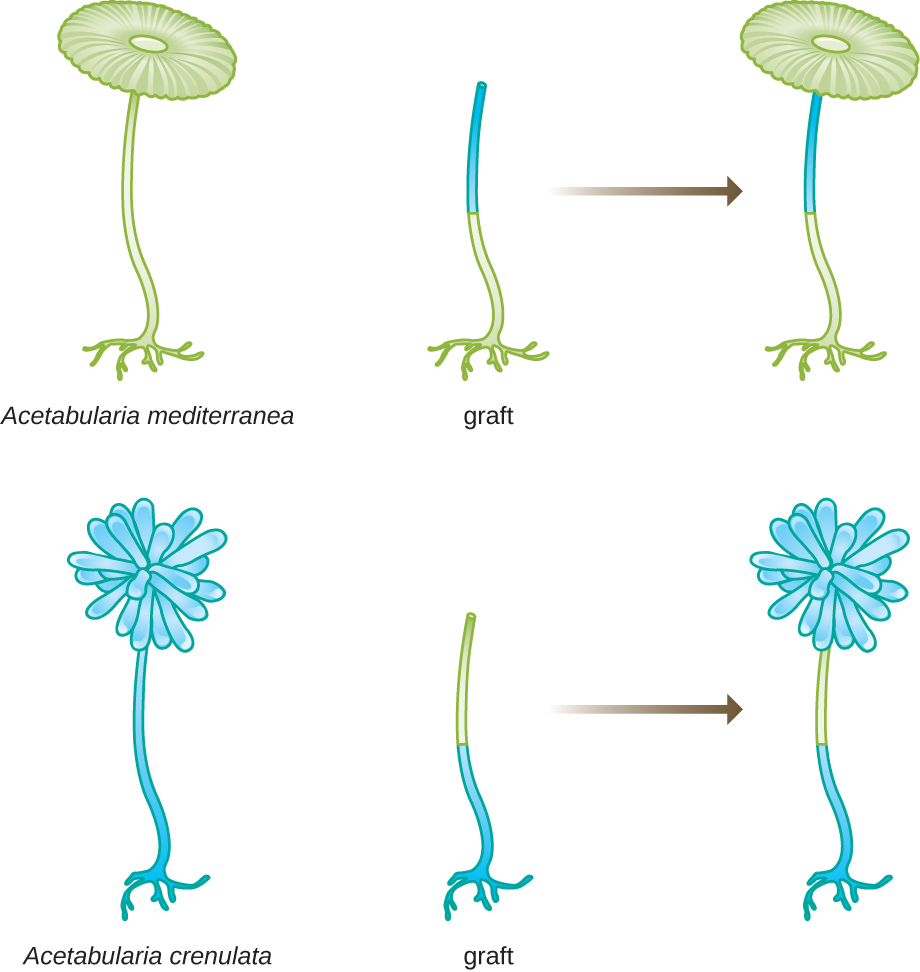 A diagram of 2 different Acetabularia; both have a foot and long stalk but A. mediterranea has a round top and A. crenulata has a pom-pom shaped top. If the foot of A. mediterranea is grafted on to the upper stalks of A. crenulata – the resulting cap looks like A. mediterranea (round). If the foot of A. crenulata is grafted on to the upper stalks of A. mediterranea – the resulting cap looks like A. crenulata (pom-pom shape).