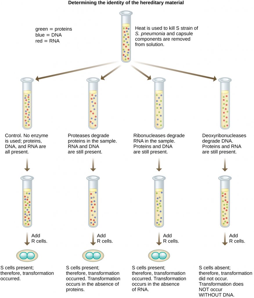 A diagram of Avery, MaLeod and McCarty’s experiment.