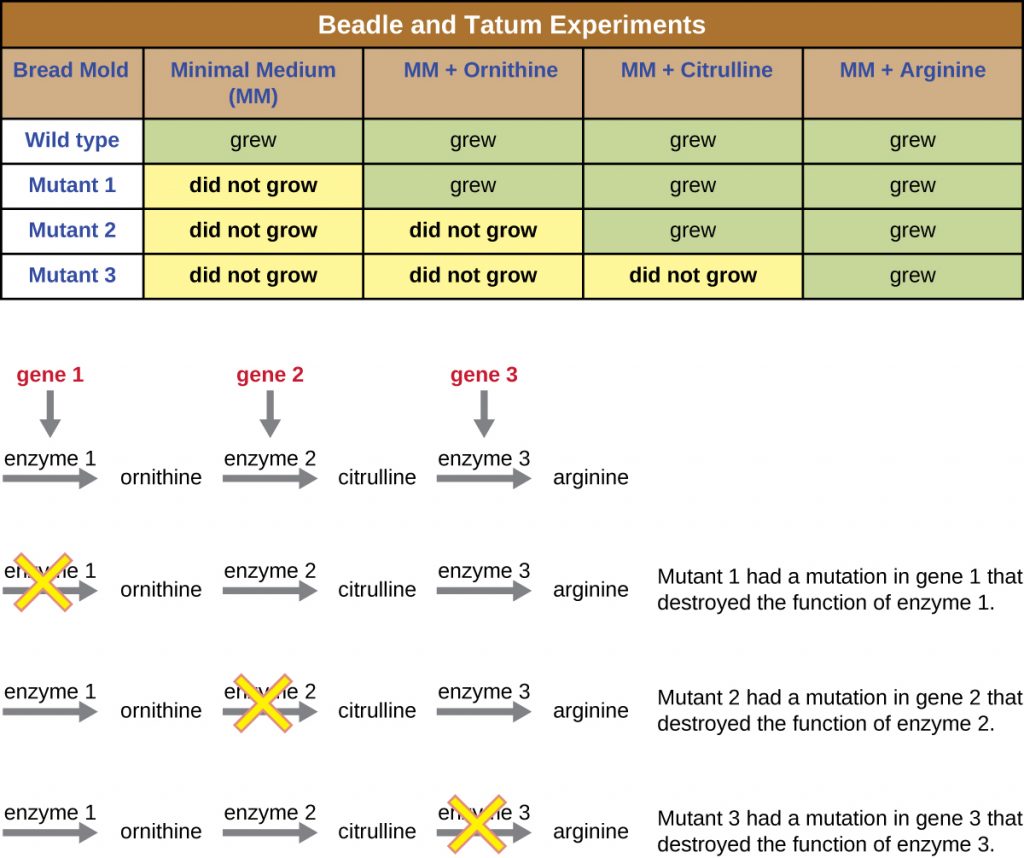 A table summarizing the Beadle and Tatum experiments