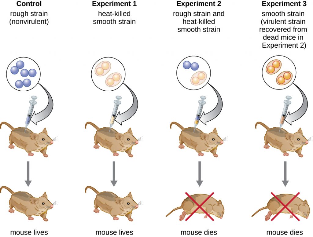 Diagram of the Griffith experiment. In the control experiment the rough strain (nonvirulent) is injected into the mouse and the mouse lives. In Experiment 1 the heat-killed smooth strain is injected into a mouse and the mouse lives. In Experiment 2, the rough strain and the heat killed smooth strain are injected into a mouse and the mouse dies. In experiment 3 the smooth strain (virulent strain recovered from dead mice in experiment 2) is injected into mice and the mice die.