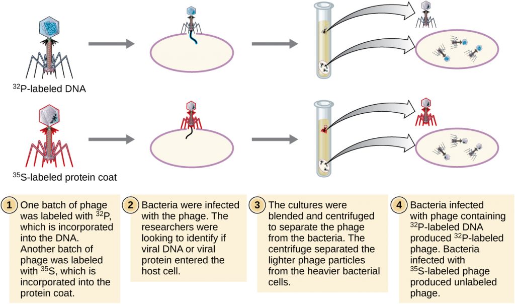 Diagram of Hershey Chase experiment.