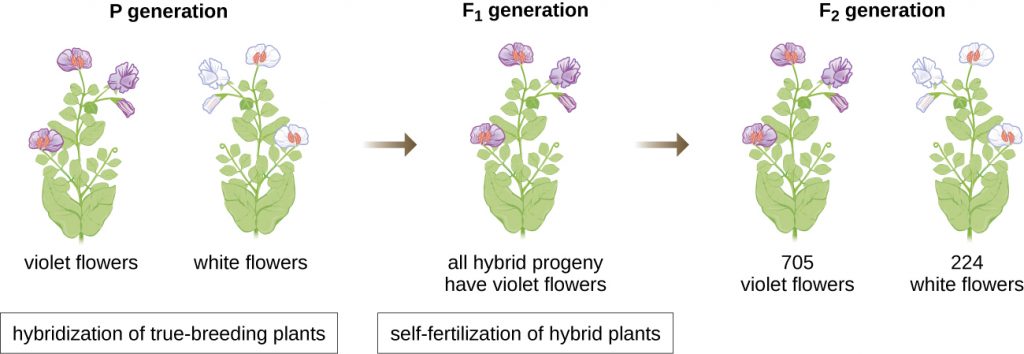 Diagram of flower genetics. In the P generation are violet flowers and white flowers. Hybridization of true-breeding plants produces the F1 generation which has all hybrid progeny and violet flowers. Self-fertilization of hybrid plants produces the F2 generation which has 705 violet flowers and 224 white flowers.