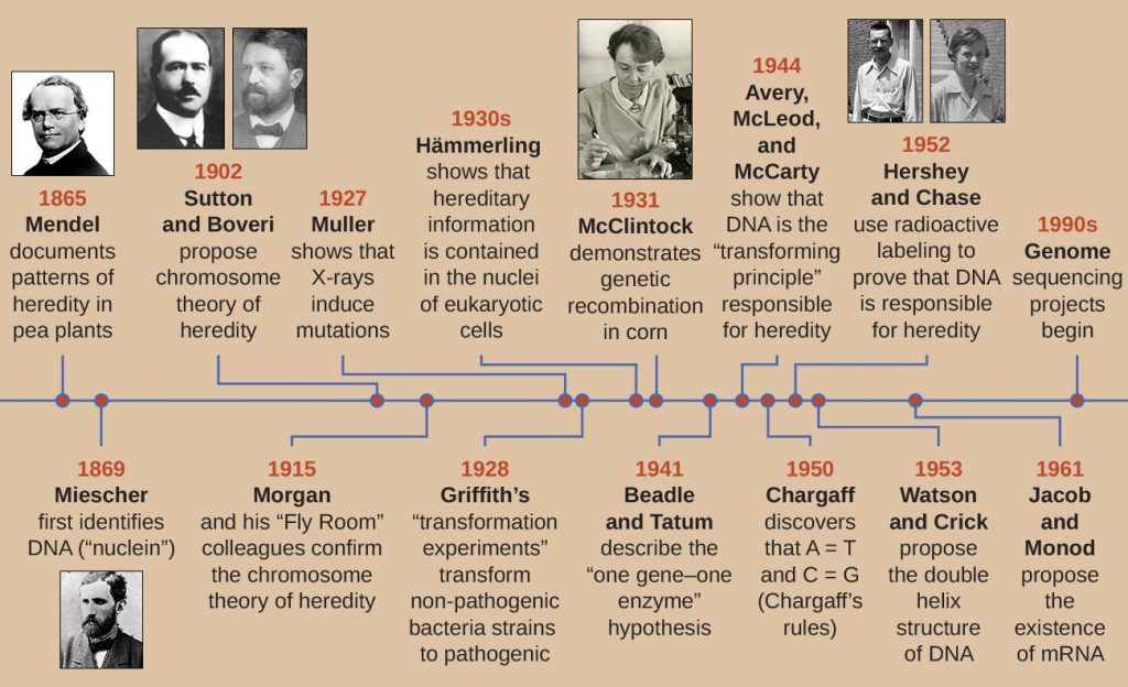 A timeline of key events leading up to the identification of DNA as the molecule responsible for heredity