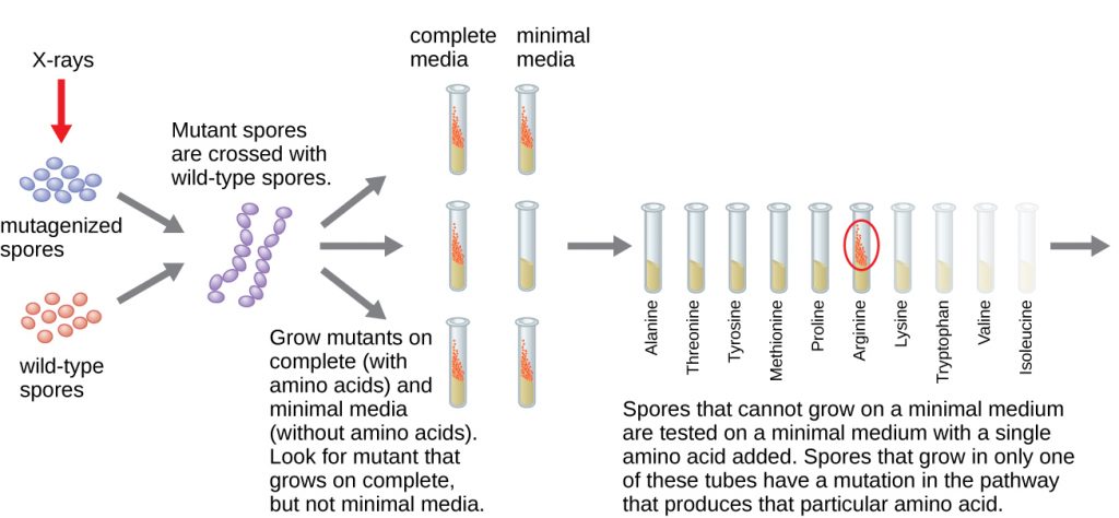 Diagram of Beadle and Tatum’s experiment. Wild type spores are exposed to X-rays to form mutagenized spores. The wild type and mutagenized spores are then crossed. The mutants are then grown on complete (with amino acids) and minimal media (without amino acids). Mutants that grow only on complete medium are identified. Spores that cannot grow on a minimal medium are tested on a minimal medium with a single amino acid added. Spores that grow inonly one of these tubes have a mutation in the pathway that produces that particular amino acid.