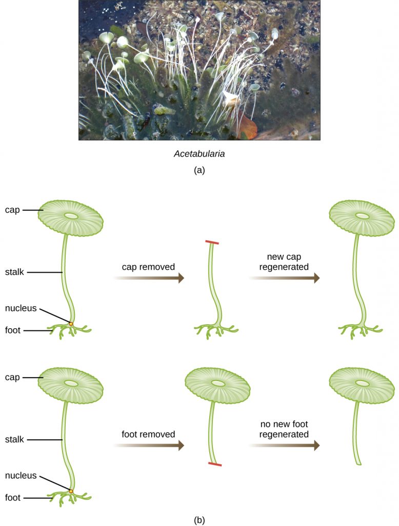 a) photograph of small organisms with a long stalk and a round top. b) diagram of Acetabularia showing a round cap at the top connected to the foot at the bottom by a long stalk. The nucleus is near the foot. If the cap is removed a new cap will regenerate. If the foot is removed no new foot is regenerated.