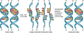 11.2 Structure and Function of DNA – Microbiology: Canadian Edition