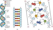 11.2 Structure and Function of DNA – Microbiology: Canadian Edition