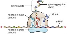 11.3 Structure and Function of RNA – Microbiology: Canadian Edition