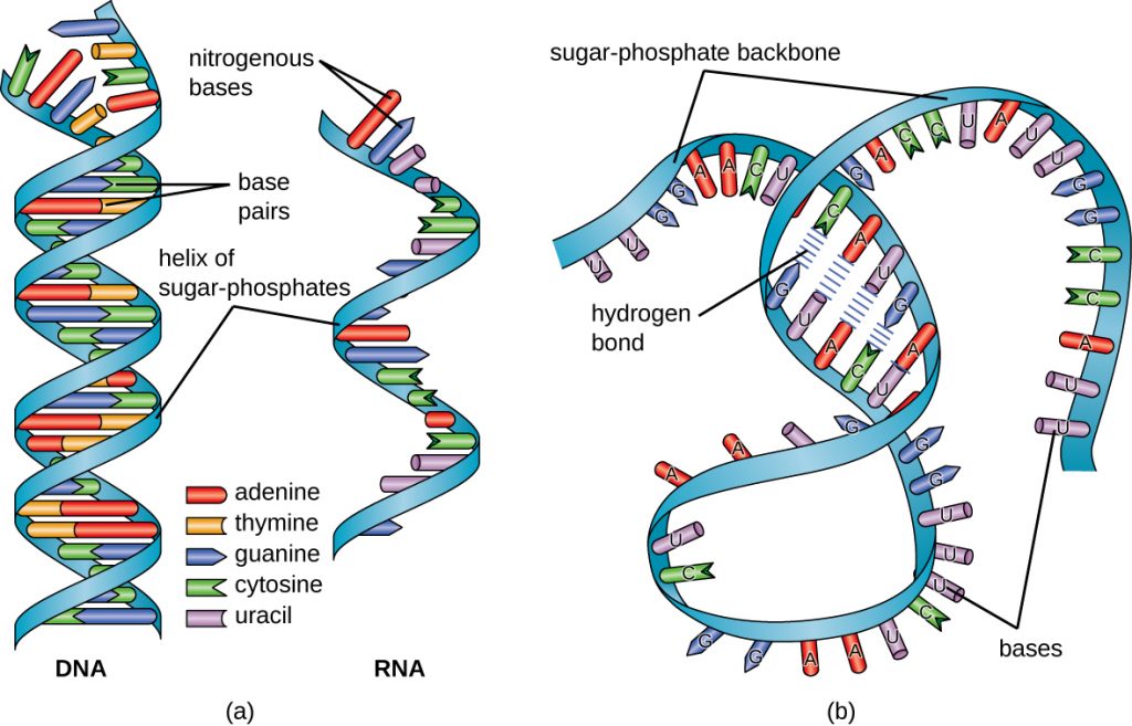 Creating A Model Of Dna And Rna