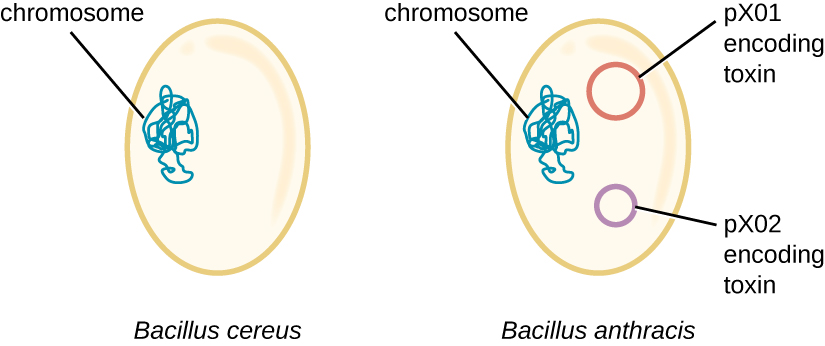 A diagram of Bacillus cereus showing an oval cell with a folded loop of a chromosome. The second diagram of this cell has two small loops, one labeled px01 encoding toxin and the other labeled px02 encoding toxin.