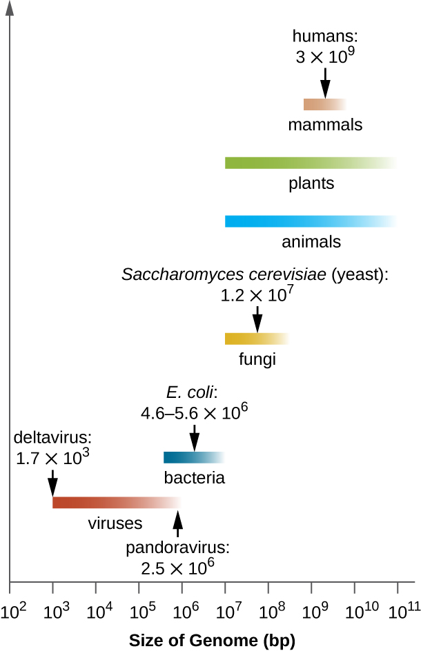 A graph showing the variability of genome sizes among different organisms and viruses.