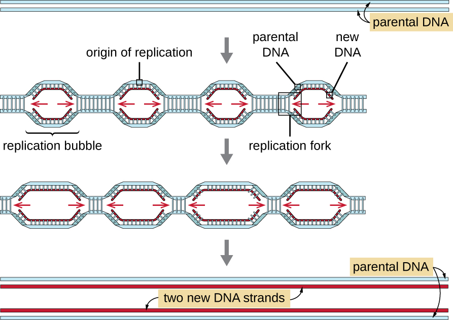 12 2 DNA Replication Microbiology Canadian Edition