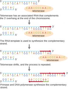 12.2 DNA Replication – Microbiology: Canadian Edition